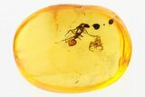 Fossil Ant (Formicidae) and Spider (Araneae) In Baltic Amber #300739-1